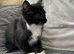 Adorable Kittens Need A New Home