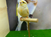 Dimorphic canary cock bird
