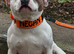 Staffordshire Bull Terrier Champion Lined