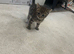 Gorgeous Female Kittens with stunning patterns