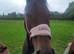 16.1hh stunning girl