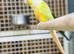 Moon cheek parrot