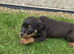 Rottwiler puppies 6 available