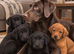 5 beautiful labrador puppies.