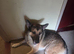 German shepherd puppies for sale