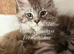 TICA Registered Maine Coon Kittens