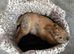 3 year old female rabbit