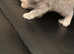 british shorthair kittend