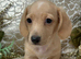 Miniature Dachshund Puppy