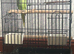 Zazu the Indian ringneck