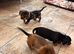 Dachshund X Jack Russell Female Puppies