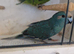 Pair kakarikis