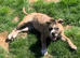 Registered Mya  old thyme English bulldog