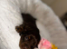 long-haired dachshund