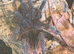 4 Female tarantulas!