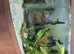 Fish tank for sale