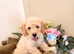 Gorgeous F1B Cockapoo puppies ready now