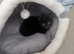 Female Kitten for sale Cleo