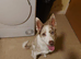 Red merle female collie