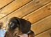 Miniature dachshund puppies