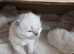 Ragdoll kittens x4 pure breed