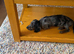 Cavapoo x dachshund 11 weeks old