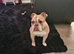5 year old female British bulldog