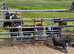 Herdwick Ewe Gimmer Lambs