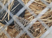 2 week old quails 7 female 3 male
