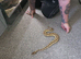 Black pastel lesser boy Het albino vpi clown pied