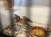 zebra finches
