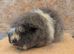 Swiss guinea pig