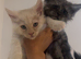 2 boy maine coons left!!