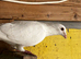 I have 4 pair Racing Pigeon for sale