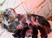 Long hair Miniature Dachshunds