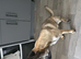 Belgian malinois shepherd