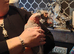 Hand tamed galha cockatoo