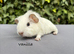 Beautiful baby boy guinea pigs to reserve