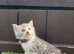 Reduced Price Siberian Forest Cat x Calico