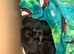 Pomchi puppies