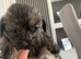 Shitzue puppies