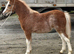 Section A filly foal