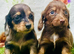 Long haired miniature dachshund