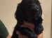 READY NOW BLACK BITCHKC Registered Cocker Spaniel Cocker Spaniel