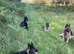 Female long/medium puppies