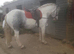 ! 3 horses for sale !