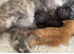 Pure Bred Maine Coon Kittens Russian Lines Males