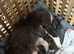Mink ragdoll kittens born on the 10/07/26