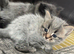 Two Adorable Kittens Looking for Their Forever Homes