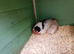 Boy guinea pig